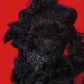 Black Swan Red Carpet Style Goth Gown Set - Mologoko Couture