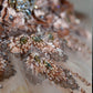 Golden Bridal Couture One-Of-A-Kind Top - Mologoko Couture